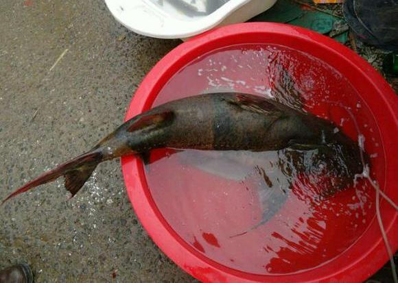 澜沧江水系中的"奇鱼"之一,性子凶猛,肉色金黄