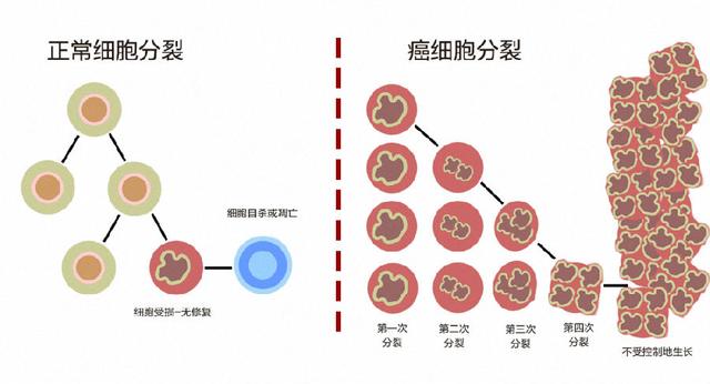 癌细胞与正常细胞不同,有无限生长,转化和转移三大特点,也因此难以