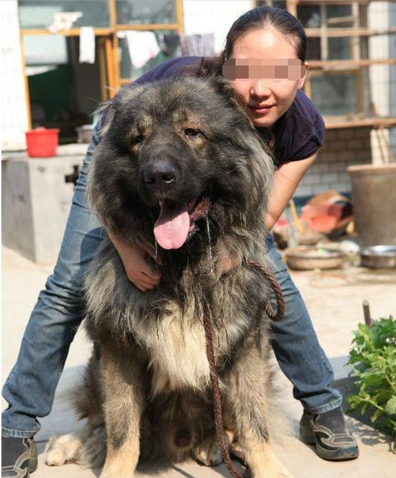 农村寡妇和巨型藏獒同吃同睡,老公车祸后一人撑起家