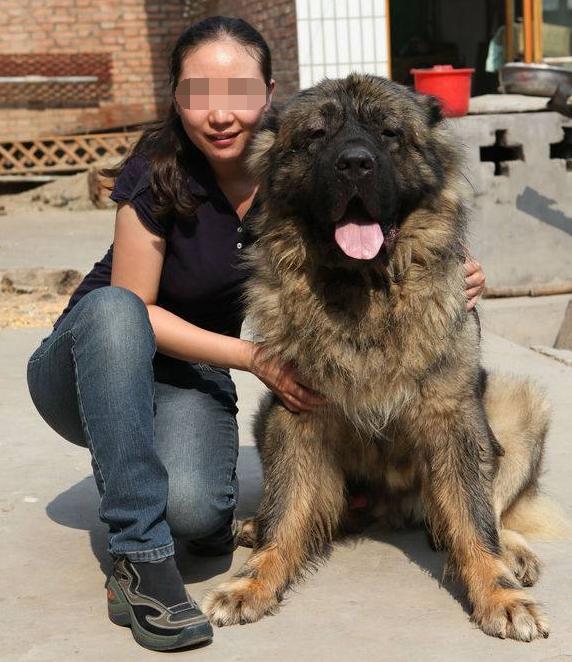 农村寡妇和巨型藏獒同吃同睡,老公车祸后一人撑起家