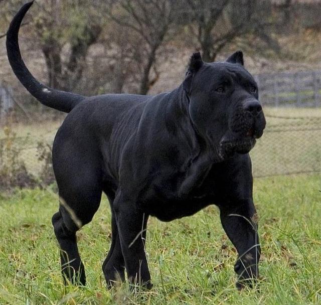 强壮威猛的8只肌肉狗,肌肉呈爆筋拉丝状一身黝黑的毛发,渴望的小眼神