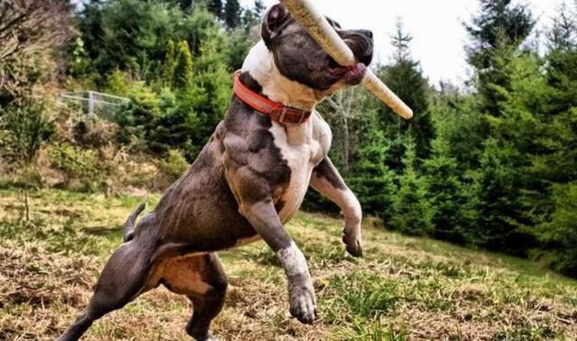 强壮威猛的8只肌肉狗肌肉呈爆筋拉丝状