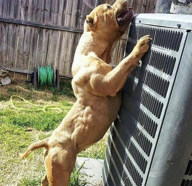 强壮威猛的8只肌肉狗肌肉呈爆筋拉丝状