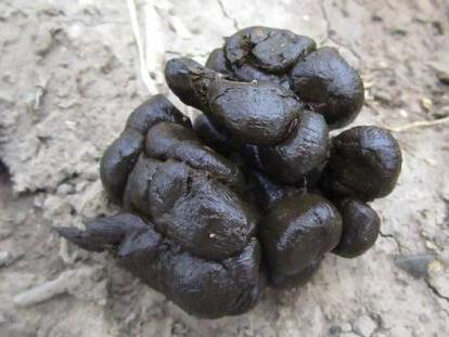 每天大便几次算正常?出现大便干结如"羊屎"怎么办