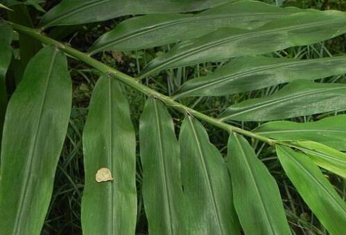 主月经不调;痛经;跌打损伤;咳嗽气喘;痈疽肿毒;瘰疬.