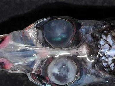 显少人知道的10大深海怪异生物管眼鱼也被称为幽灵鱼。它们的名称来源于