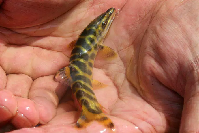 这种带花纹的小鱼为何卖得贵被吹成水中人参