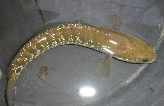 被誉为"保健珍品"的七星鱼,在农村能否养殖致富