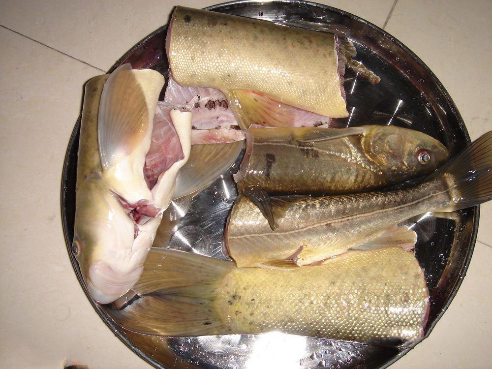 这鱼太难钓山溪蹲守一个月才钓上两条裂腹鱼