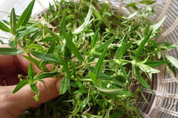 尿道炎,上完厕所尿道灼烧,农村的野草竟是炎症克星下面这是关于蛇舌草