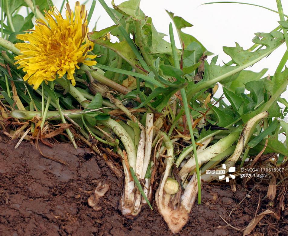 花,叶,根哪种更好?|干净|根茎|蒲公英茶_新浪新闻