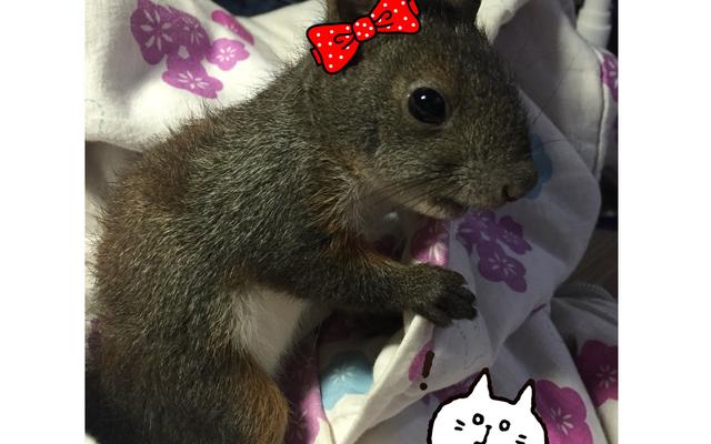 小网红魔王松鼠太可爱 马上教教你 如何驯服它!