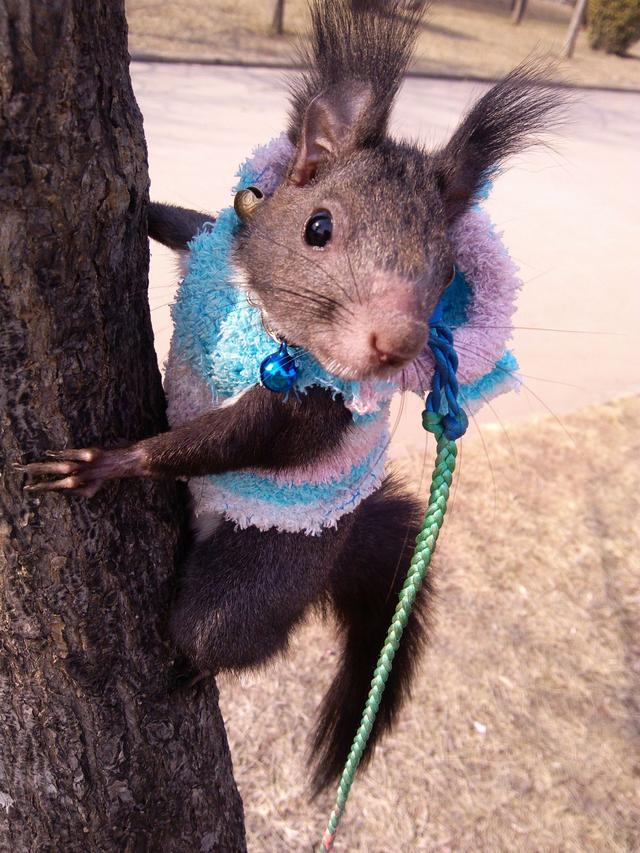 小网红魔王松鼠太可爱 马上教教你 如何驯服它!