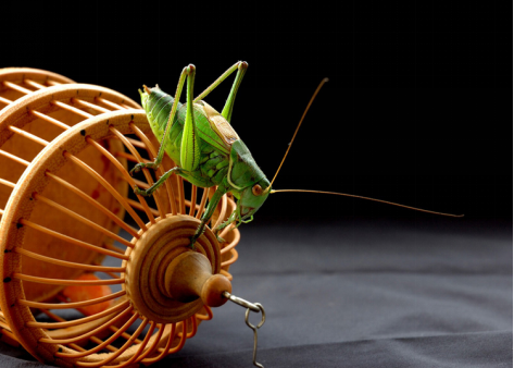 北京人|蝈蝈|老北京_新浪新闻