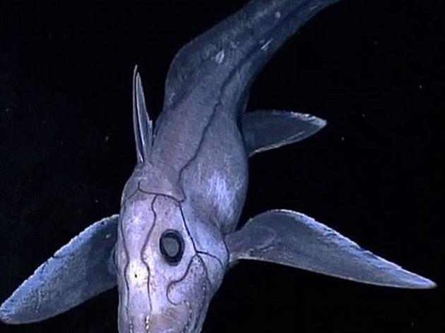 鬼鲨堪称深海奇葩:雌性身体能保存精子达数年之久