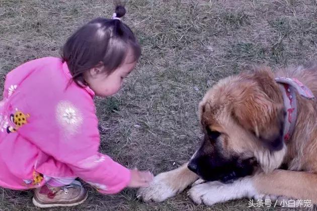 被狗舔过就会得狂犬病？疯狗到底什么样子？关于狂犬病的31个真相！