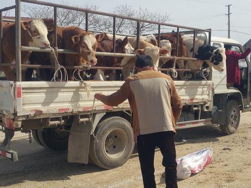 走进农村牛市,每天上千头牛在这买卖