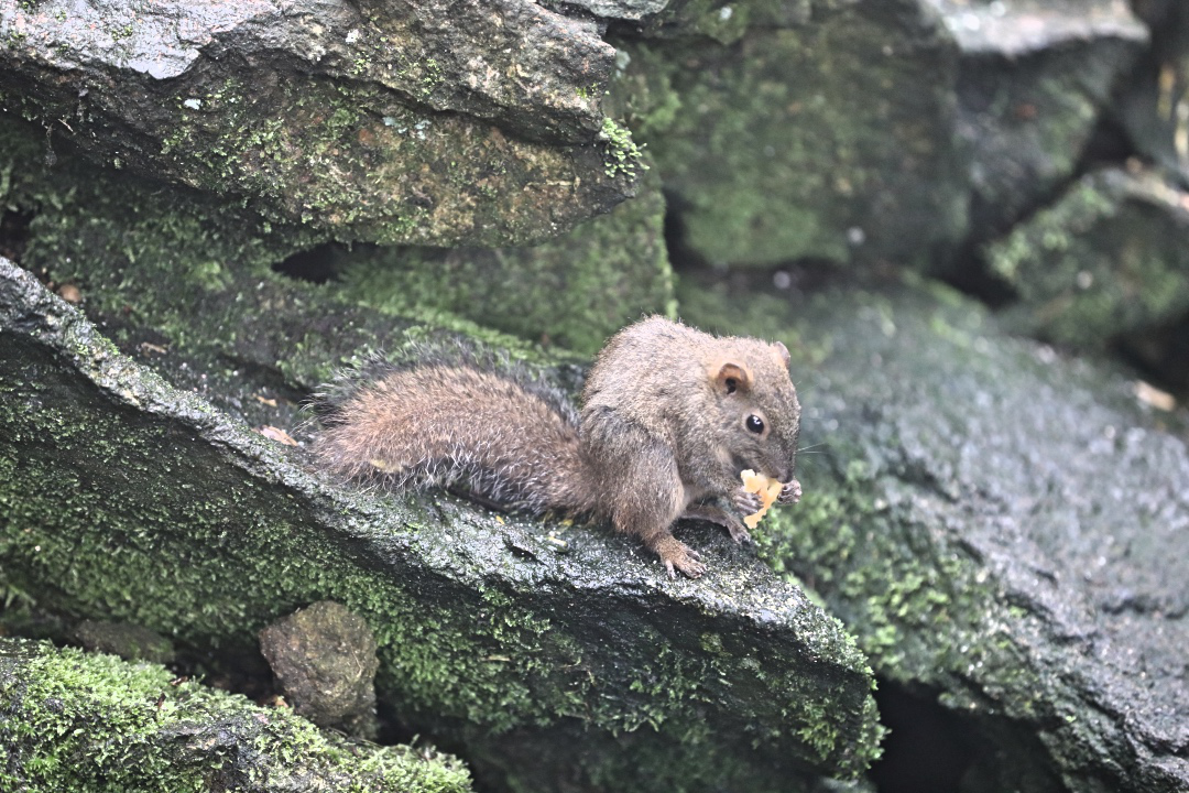 我想,大自然的美,不仅仅只是在优美的自然风光,还要有与之和谐的动物