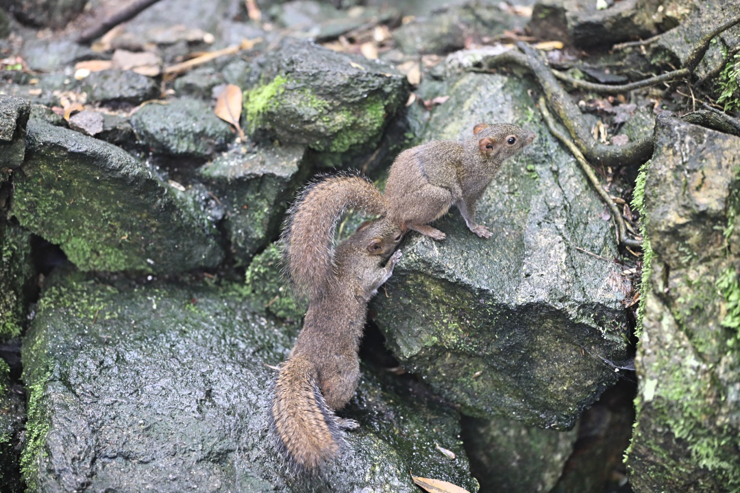 三清山的松鼠 来自人间的活精灵