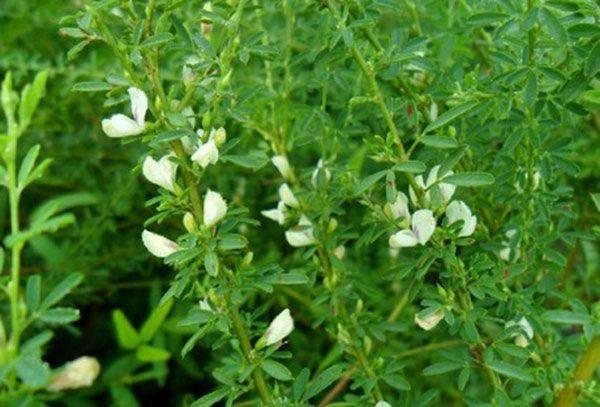 男人肾虚遗精,抬不起头,夜关门让你重振雄风!