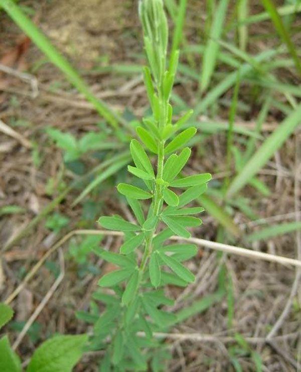 ⒄治视力减退:夜关门全草八两,车前草一两五钱,青葙子,天竺子,当归各