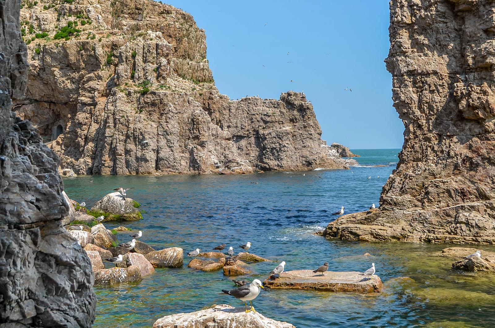 一座无人居住的小岛,花5000万改造成了海鸥王国