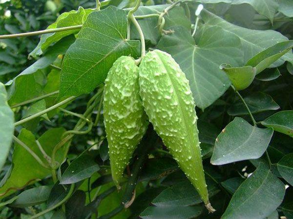 男人那方面不行,农村的一棵草,让男人金枪不倒!