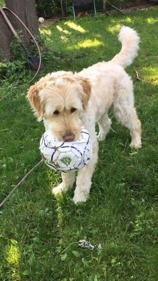 金毛和巨贵的合体,能想到它会是这样漂亮的吗