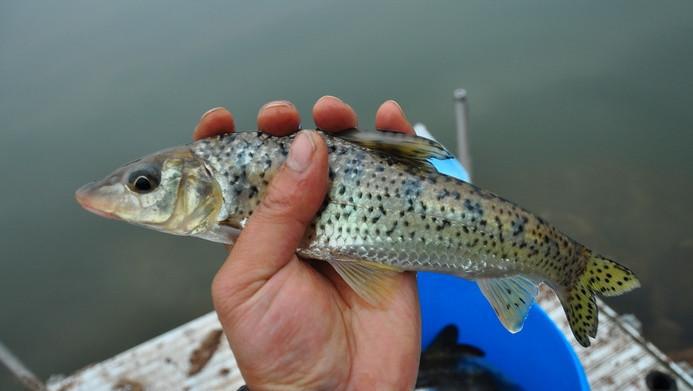 花魚骨的食性與鯽魚相差無幾,用釣鯽魚的餌都可以釣獲.