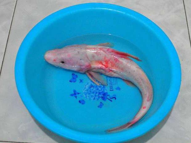 难以钓获的特有鱼种, 被誉为长江三鲜之一的鮰鱼