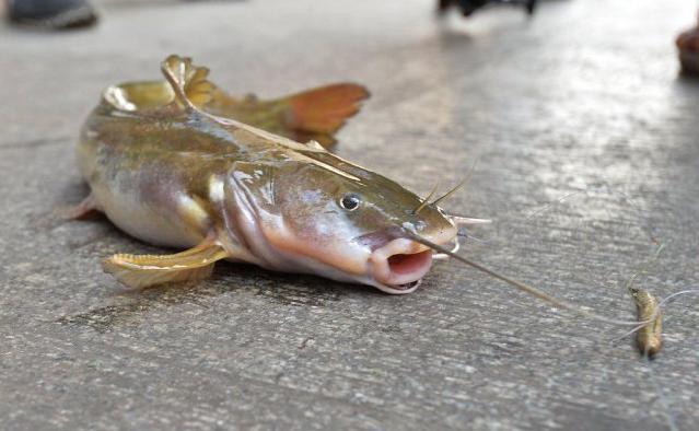 渔民钓奇鱼 头部似老鼠嘴上有长须