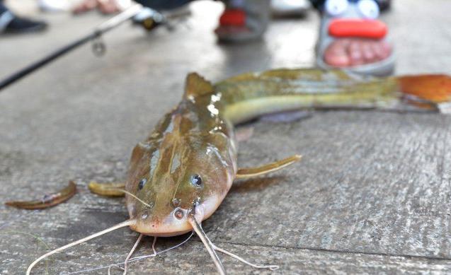 渔民钓奇鱼 头部似老鼠嘴上有长须