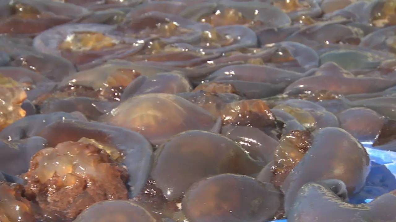 就是我们期盼已久的绵海蜇,小编听说这海蜇身上最值钱的就是海蜇血