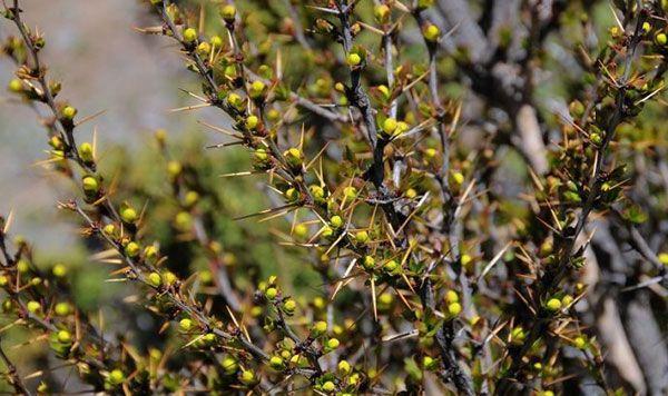 在各地都有自己的称呼,比如别名小柏,刺黄连,刺黄柏