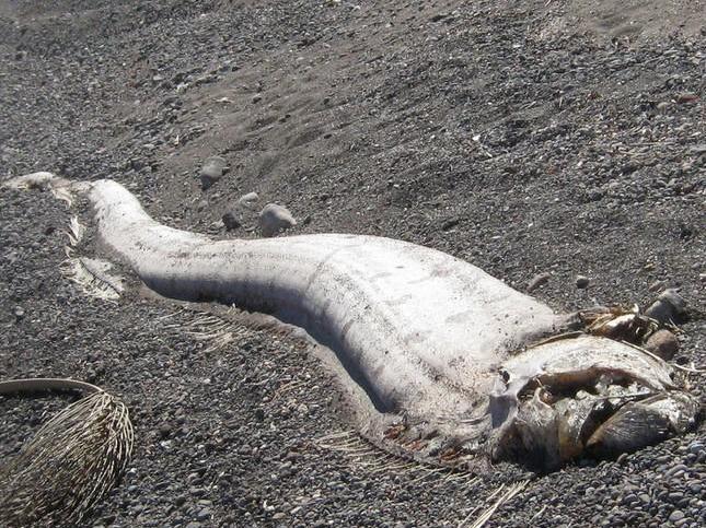 福建海边出现超大怪鱼 其实是我们都听过的这种鱼!