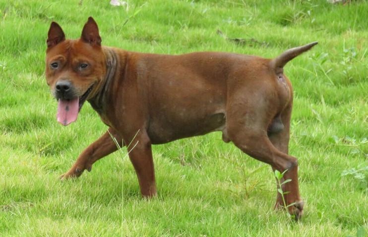 川东猎犬堪称中国独有猛犬,谁说国内没有好猎狗?