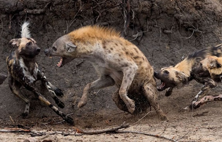 秒杀藏獒的"碎骨者"鬣狗,单只狮子碰到只能离远点