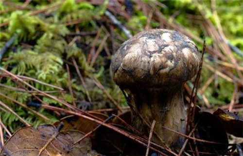 云南人吃菌子的几个迷信