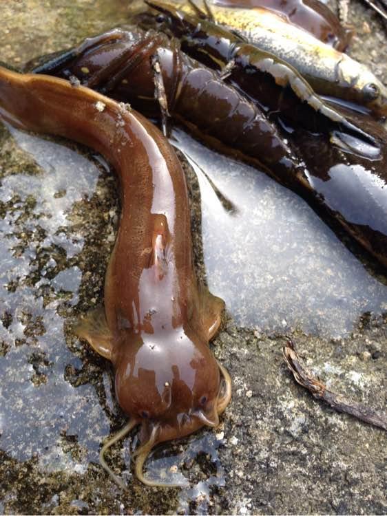 一种生活在清水石缝中的鱼, 土名叫"射蜂子"