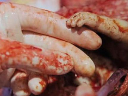 吃兔子的萝卜sm