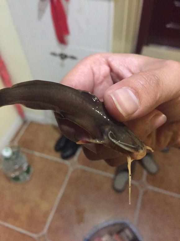 一种生活在清水石缝中的鱼土名叫射蜂子