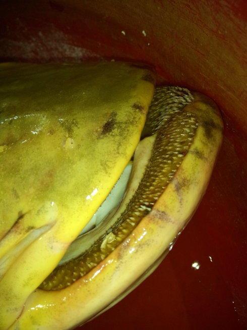 这条鲶鱼有30斤, 看清它的样子后, 老钓手也啧啧称奇民间有偏方,用