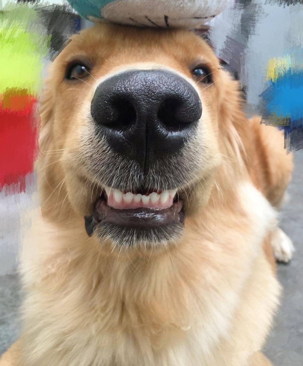 这只金毛笑的这么贱,都想上去打一顿了