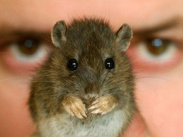 印度人民吃不起饭,印度官员建议吃老鼠