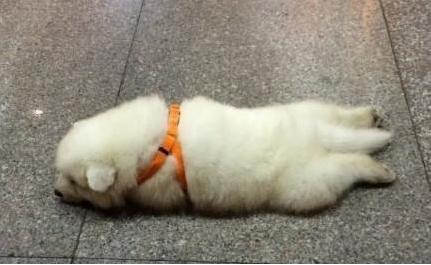 夏天就是要这样躺着(太萌了>_ )