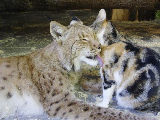 流浪猫太饿去猞猁笼子里找吃,没想到大猫猞猁超暖心