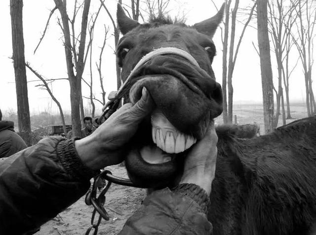 继"地图门"后又闹"牲口门",奥迪这是什么节奏