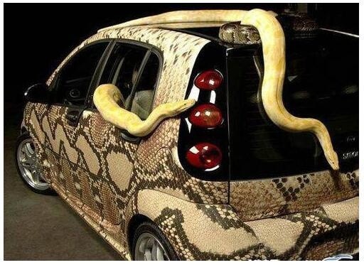 国外小伙用"蟒蛇"来装饰汽车,这样的车子小孩子真的敢坐吗?