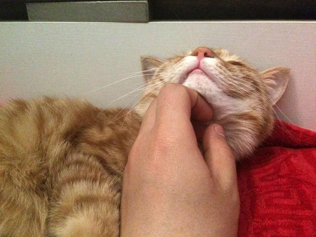 猫咪枕着枕头睡着了 被主人叫醒一脸蒙圈
