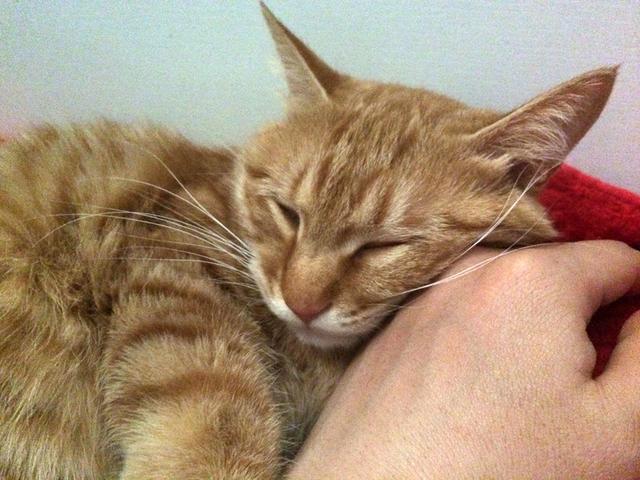 猫咪枕着枕头睡着了 被主人叫醒一脸蒙圈